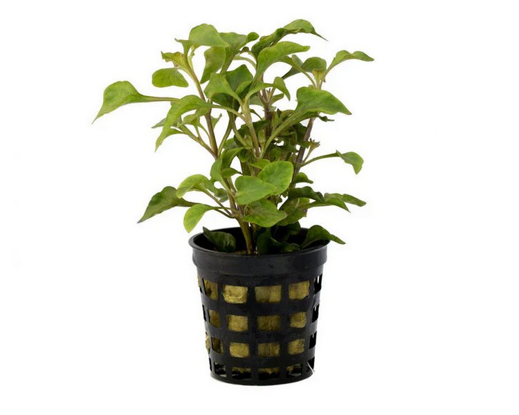 Alternanthera Bettzickiana ~ 5cm Pot